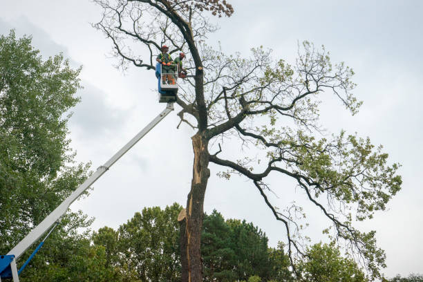 Best Tree Disease Treatment  in Beach, ND